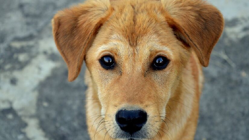 Por fim, o nome escolhido deve ser de algo que você ame ou tenha uma memória positiva sobre. Um apelido de um ente querido, um doce ou prato preferido, ou até um trocadilho com a cor do animal, também são válidos - (RK Jajoria/Unsplash)