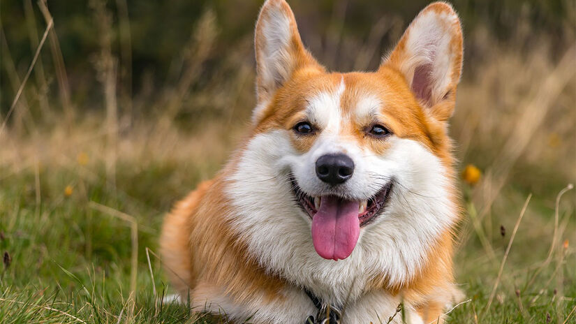 Os olhos deixam claros os sentimentos dos cães - Foto: Csilla Ozsvath por Pixabay