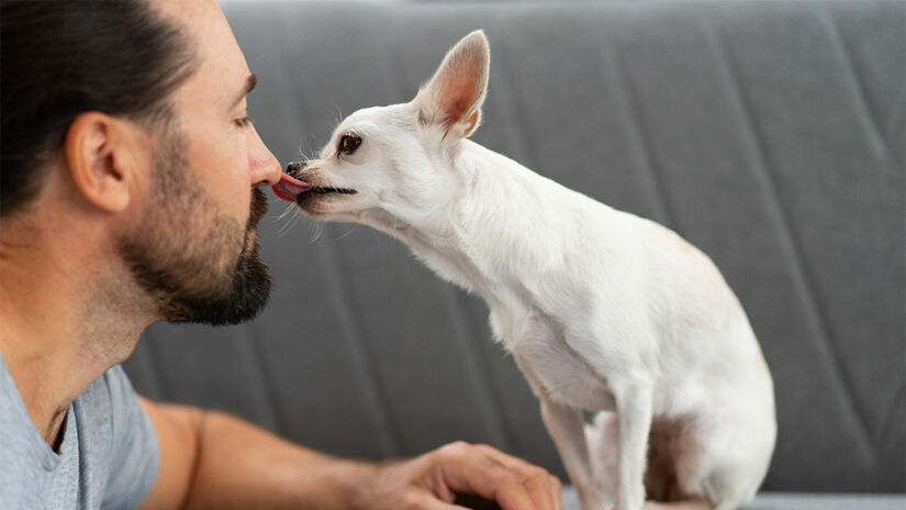 Cães felizes buscam contato físico - Foto: Freepik