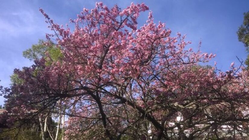 Florada das Cerejeiras: Fechando a lista, não é um lugar em específico, mas sim um evento que ocorre por toda a cidade: a Florada das Cerejeiras. Durante a primavera, as cerejeiras florescem, atraindo visitantes para o Hanami, uma celebração da beleza efêmera das flores - (Reprodução)