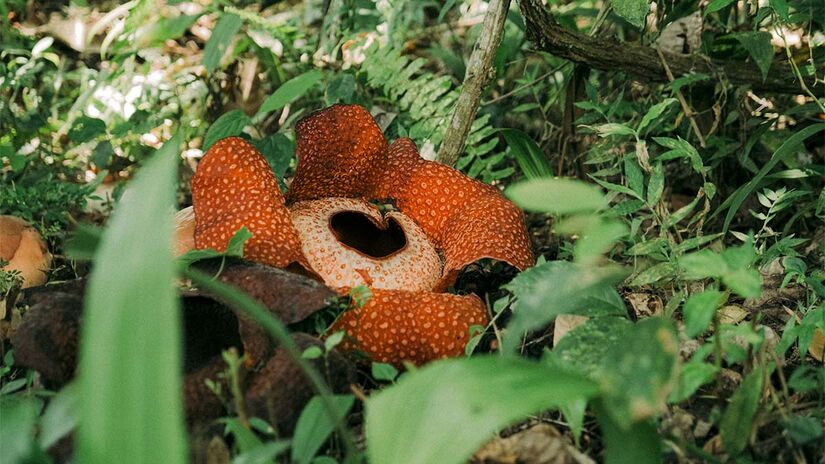 A Rafflesia arnoldi exala cheiro de carne podre para atrair moscas - Foto: Colin + Meg na Unsplash