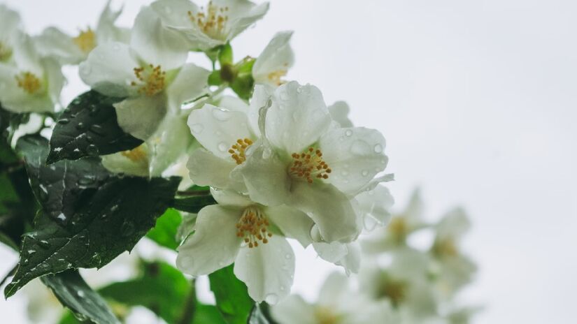 Jasmim: Outra flor delicada, de pétalas brancas (semelhante à margarida), perfumada e encantadora. O nome ainda é semelhante a da princesa da Disney, Jasmine. Derivada da palavra "yasamen", significa doçura, encantadora e beleza - (Dagmara Dombrovska/Unsplash)