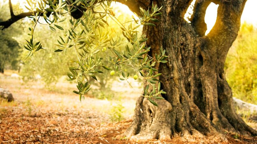 Lívia: Um dos nomes que não é idêntico ao da planta, mas sim uma derivação. Lívia vem de oliveira, uma das árvores tão tradicionais e conhecidas. Simboliza longevidade e paz - (Mythja/Depositphotos)