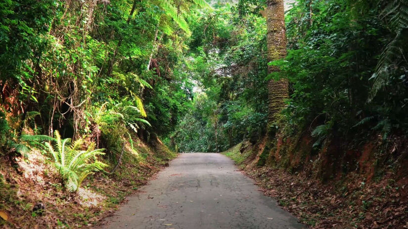 O Parque Estadual da Cantareira (PEC) é uma das maiores áreas verdes urbanas do planeta. Com 7 mil hectares, ele é 50 vezes maior que o Parque Ibirapuera. 