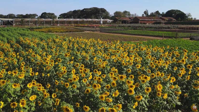 Os campos de flores de Holambra atraem turistas de todo o Brasil (Fonte: Reprodução/Youtube)