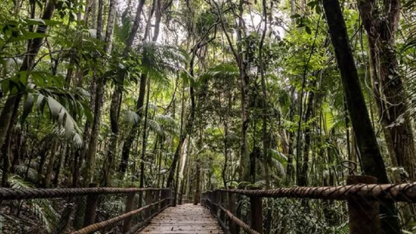 Dentro do Parque Estadual das Fontes do Ipiranga, no Jardim Botânico, a Trilha da Nascente é uma opção perfeita para um trajeto leve e aconchegante, por meio de um percurso de 720 metros entre ida e volta - (Reprodução/Instagram)