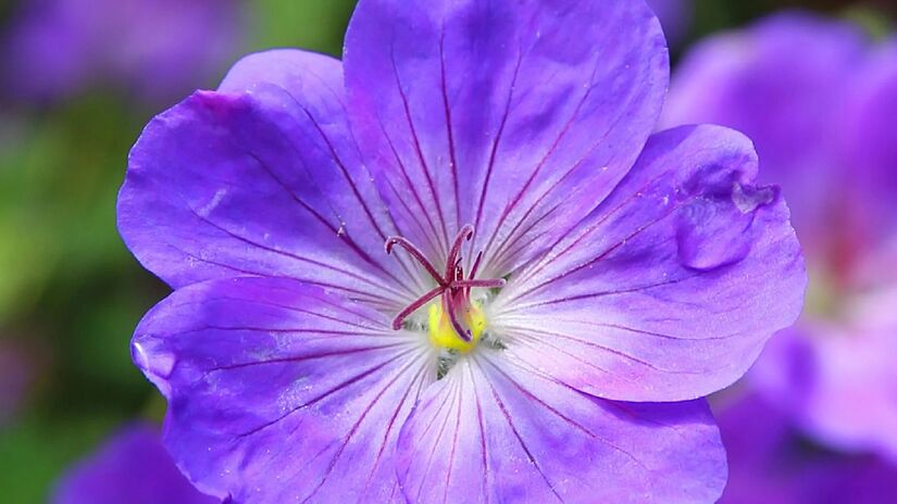 Violeta: Este nome é inspirada na delicada flor Violeta, que também é uma cor. Sua tonalidade é quase que um roxo, porém, mais delicado. Da tradução literal de "Viola", o nome simboliza bondade, beleza, pureza e lealdade - (Pixabay)