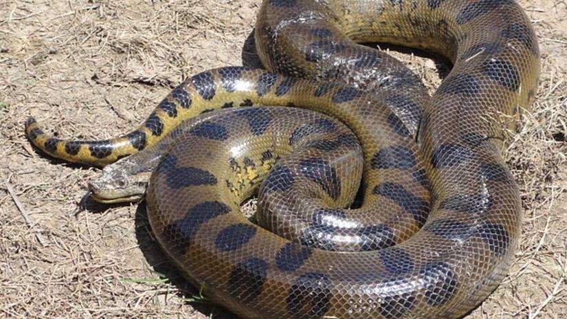 As sucuris, também conhecidas como anacondas, são as maiores cobras do mundo e impressionam pelo tamanho.  Foto: Wikimedia Commons