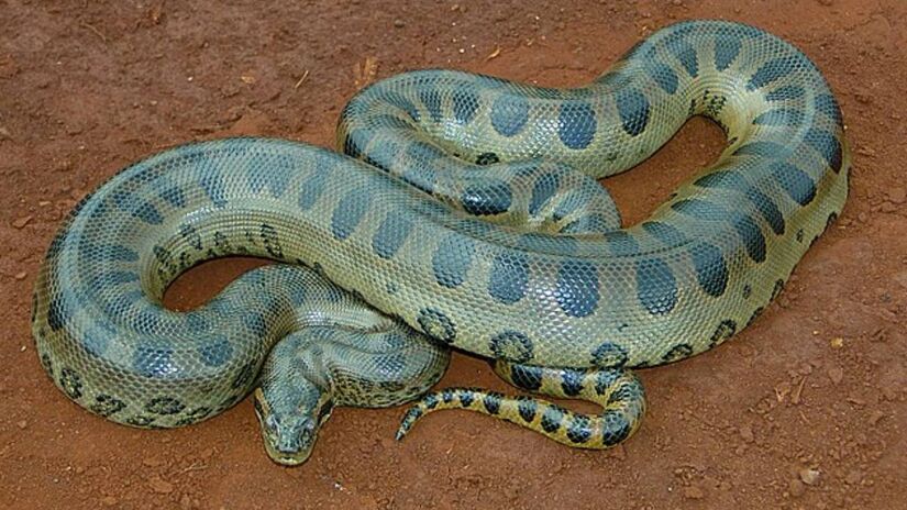 As sucuris, também conhecidas como anacondas, são as maiores cobras do mundo. Apesar de não serem venenosas, seu tamanho impressionante as torna temidas.  