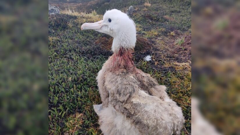 Ave marinha após ser atacada por ratos.

/Foto: Reprodução/Redes sociais