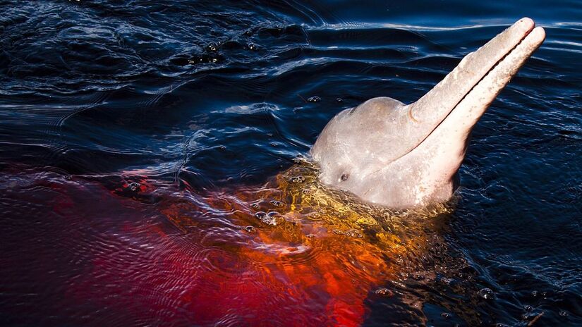 Boto cor-de-rosa é animal símbolo do rio Amazonas, mas corre risco de extinção. Imagem: Mônica Imbuzeiro/Wikimedia Commons