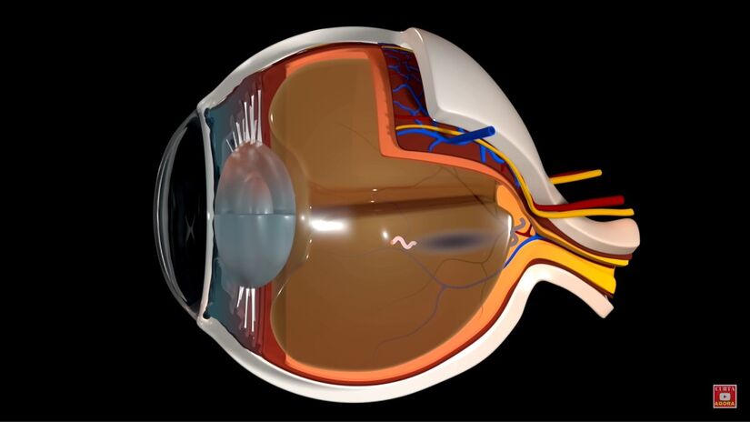 Quanto mais perto da retina (que recebe a luz e manda a informação ao cérebro) a partícula estiver, mais escura será a mancha