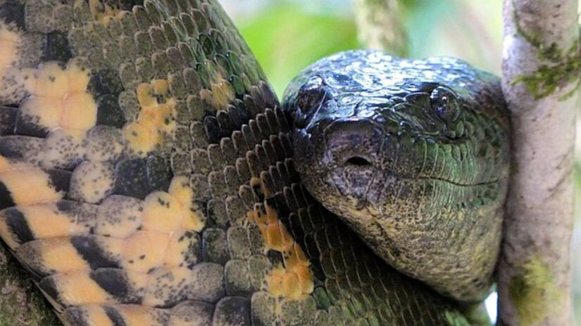 A descoberta da Eunectes akiyama reforça a necessidade de preservação dos habitats naturais. A conservação desses ambientes é crucial para a sobrevivência das espécies.  