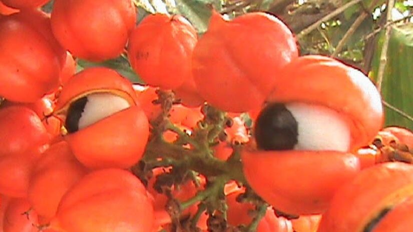 Guaraná possui propriedades energéticas, pela cafeína. Imagem: AnitaFortis/Wikimedia Commons