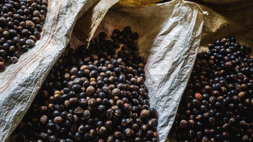 Jabuticaba é uma fruta tradicional brasileira nativa dos estados de Minas Gerais, Goiás e São Paulo. 
Foto: Jeswin/Freepik