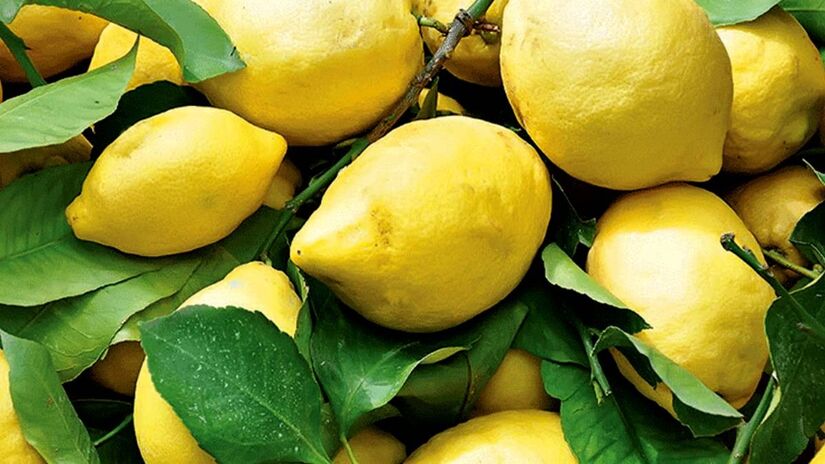 Limone Costa d'Amalfi PGI são cultivados na província de Salerno há séculos.
Foto: Reprodução/Qualivita.it 