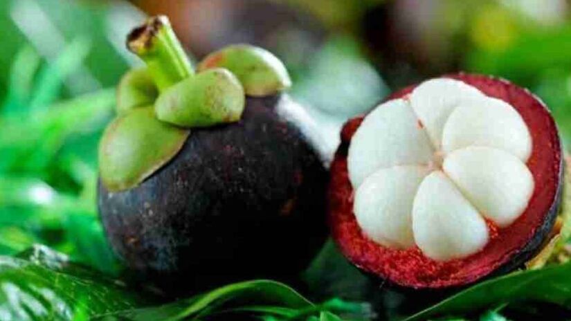 Mangosteen, também conhecido como mangostão roxo, é uma planta tropical cultivada por sua fruta doce.
Foto: Reprodução/Flipkart.com 