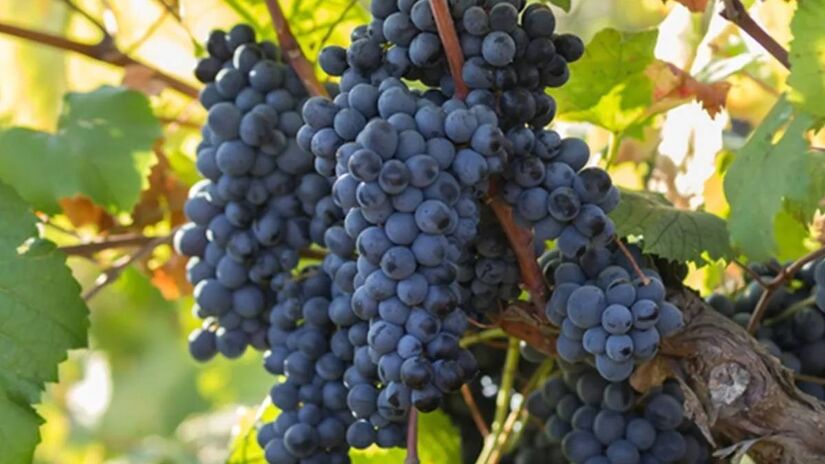 Primitivo é uma variedade de uva italiana com origens bem interessantes. 
Foto: Reprodução/Vinoveritas.com.br 