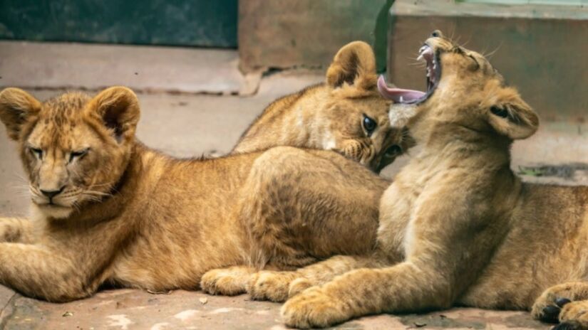 Nomes das filhotes homenageiam personagens de 'O Rei Leão' (Nala, Kiara e Sarabi) e também a cidade de São Paulo (Sampa).

/Foto: Divulgação/Zoo São Paulo