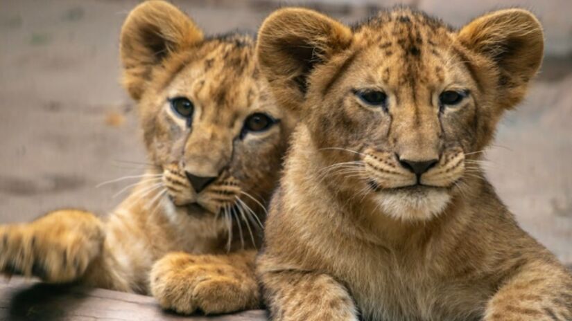 Quatro filhotes de leoa têm quatro meses de vida e pesam 25 kg cada.

/Foto: Divulgação/Zoo São Paulo