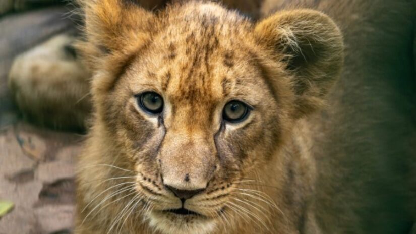 Leoas são quatro dos 2,2 mil animais que habitam o maior zoológico da América Latina.

/Foto: Divulgação/Zoo São Paulo