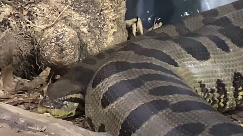 As sucuris-verde são as maiores serpentes em massa corpórea do mundo, segundo o Instituto Butantan. Seu tamanho e força as tornam predadoras formidáveis.  