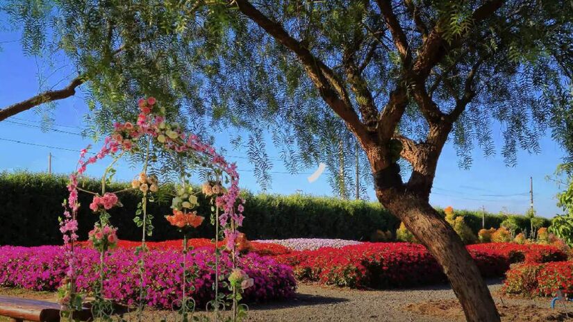 Holambra, localizada no interior de São Paulo, é conhecida como a cidade das flores. Com influência da cultura holandesa, atrai turistas com sua arquitetura, eventos e paisagens encantadoras.