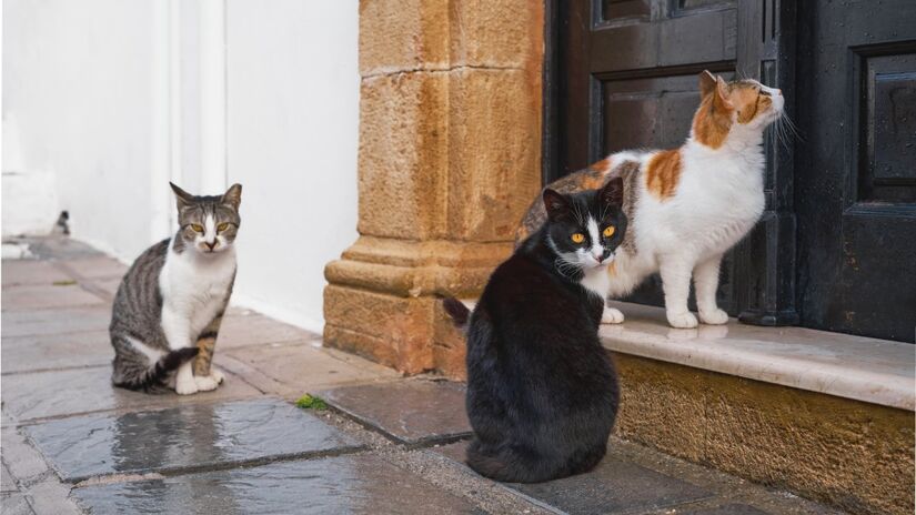 É preciso tomar cuidado para que os gatos não se tornem "tampões emocionais" (Fotos: Freepik)