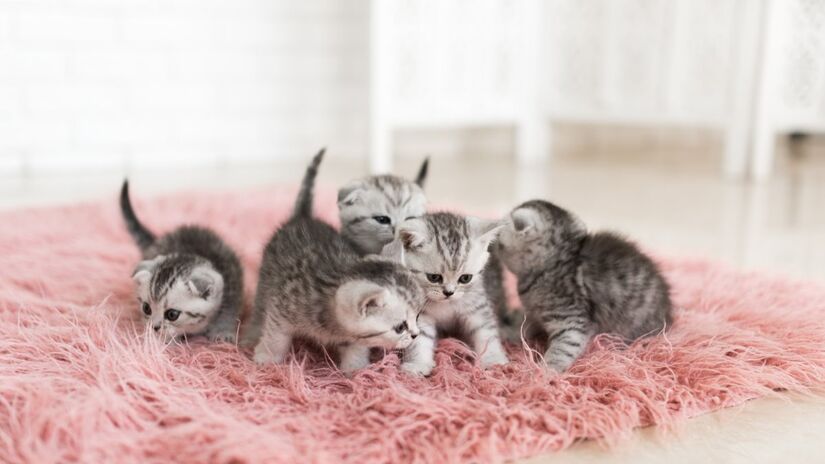 O amor pelos animais se torna compulsão quando o tutor não consegue garantir saúde e bem-estar para os bichanos 