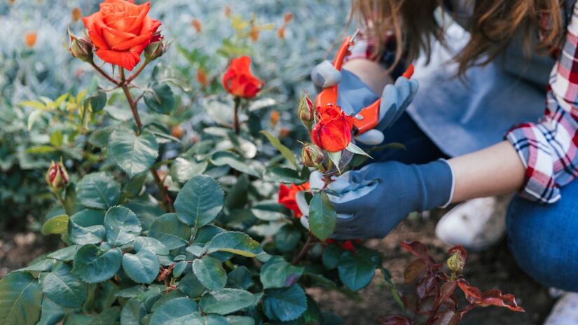 A borra de café ajuda as rosas a ficarem mais resistentes