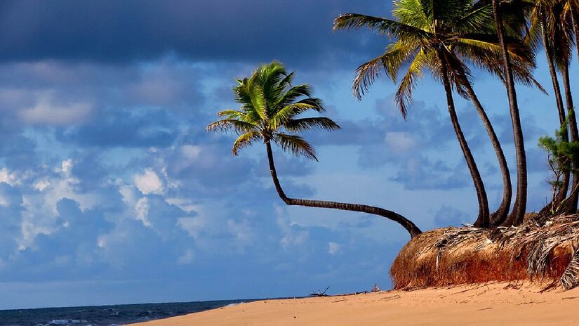 Queda de cocos causam acidentes graves. Imagem:Cassio Sampaio/Wikimedia Commons