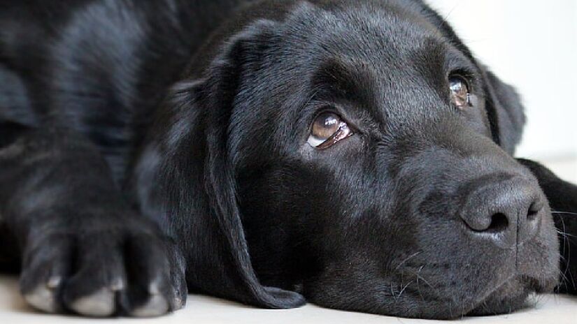 Cachorros também sentem culpa. Imagem: PickPik
