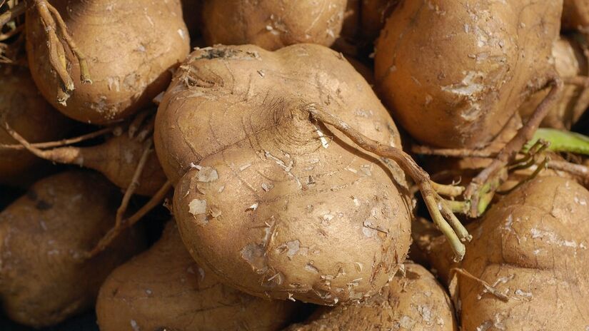 A jicama é popular no México e ganhou o apelido de batata-mexicana (Foto: Eric in SF/wikimedia commons)