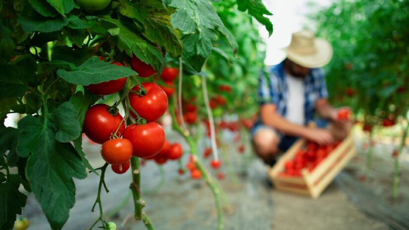 Os tomates crescem mais rápido e sem pragas com a borra de café (Fotos: Freepik)