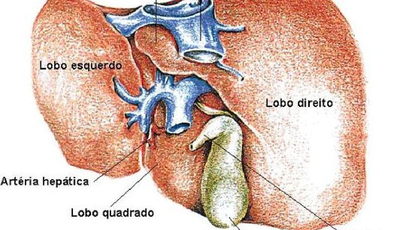 Álcool sobrecarrega o fígado. Imagem: Angeloleithold/Wikimedia Commons.