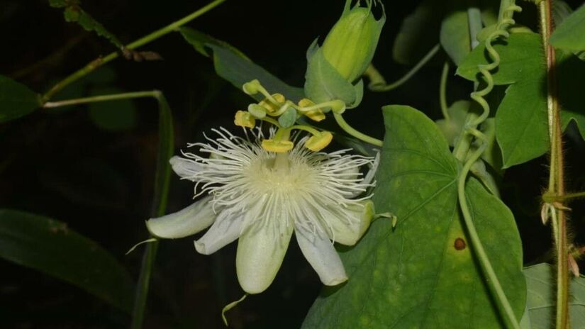 Flor de maracujá atrai insetos incômodos. Imagem: Plantnet