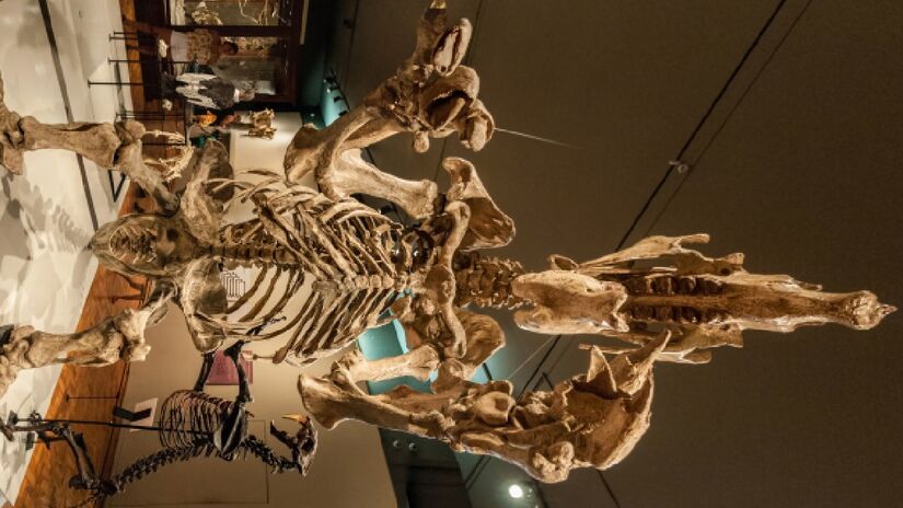 Fósseis de preguiça gigante é matéria de estudo para paleontólogos sul-americanos. Imagem: Wilfredo Rafael/Wikimedia Commons