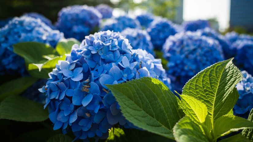 Hortênsias ficam azuis com a borra de café no solo