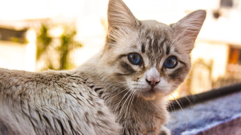 Gatos são fofos, mas já os gastos... Imagem: Pxhere