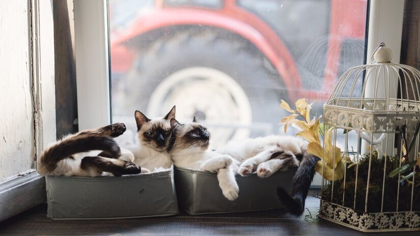 Gatos são animais independentes, mas que demonstram afeto, assim como algumas pessoas
