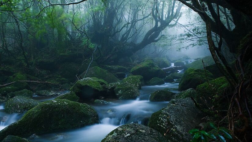 A ilha Yakushima fica ao sul do Japão, e foi destino da pianista em sua viagem. Imagem: caseyyee/Flickr