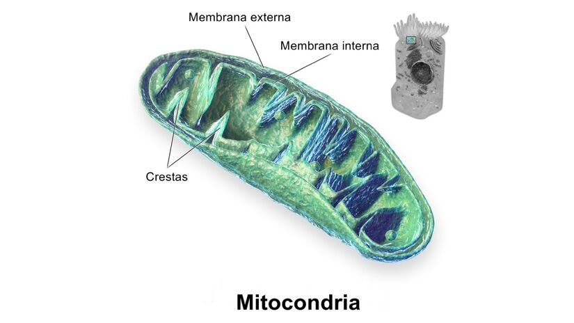 Algumas doenças afetam o funcionamento das mitocôndrias, organela presente nas células. Imagem: BruceBlaus/Wikimedia Commons