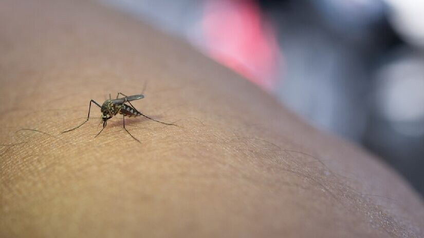 Para quem sofre e se irrita com a presença constante dos insetos, também pode se beneficiar com a casca de banana. Experimente esfregá-la sobre as picadas de mosquitos. Isso pode ajudar a aliviar a coceira e a inflamação devido às propriedades anti-inflamatórias - (JComp/Freepik)