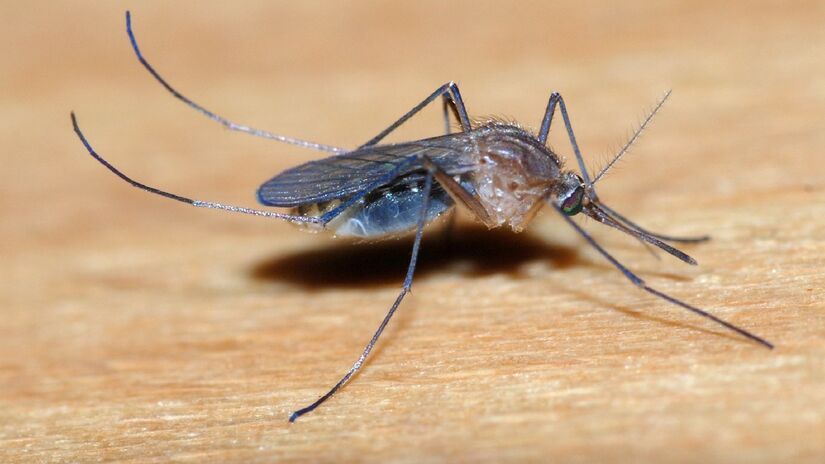Essa receita repele também mosquitos. Imagem: Alvesgaspar/Wikimedia Commons