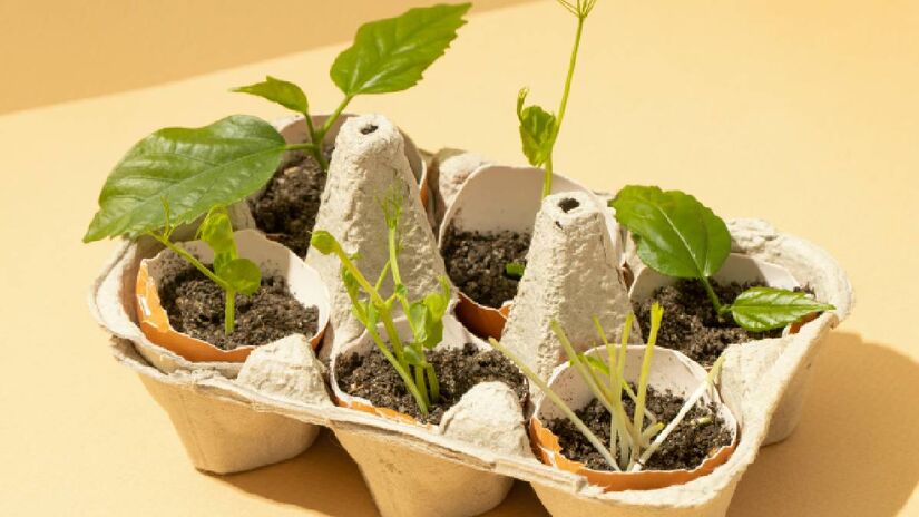 Cultive manjericão ou cebolinha, que germinam em 5 a 10 dias | Freepik 