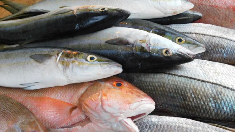 Peixes possuem altos niveis de vitamina D. Imagem: PxHere