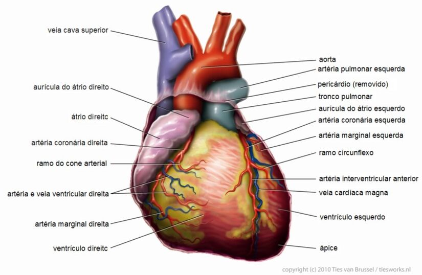 O infarto acontece quando a artéria aorta entope (Foto: Tvanbr/Wikimedia Commons)