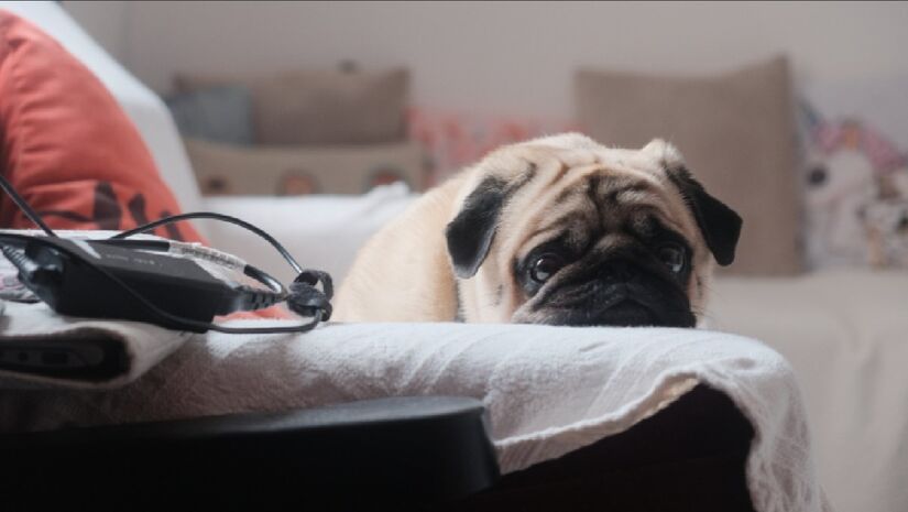 Até mesmo a guarda de animais de estimação são regulamentadas por contratos de namoro (Foto: Freepik)