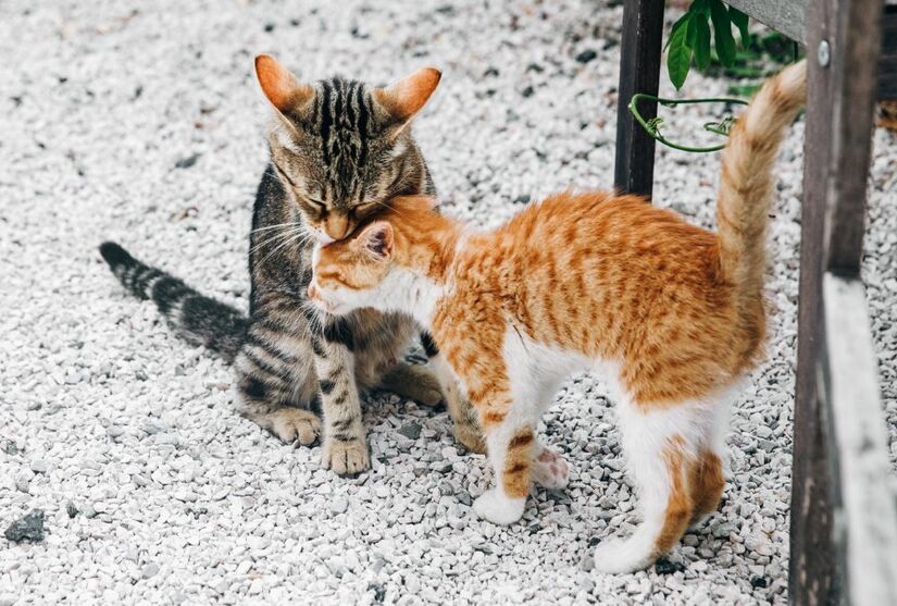 A cauda do seu gato expressa suas emoções: ereta com a ponta curvada é um sinal de confiança e felicidade