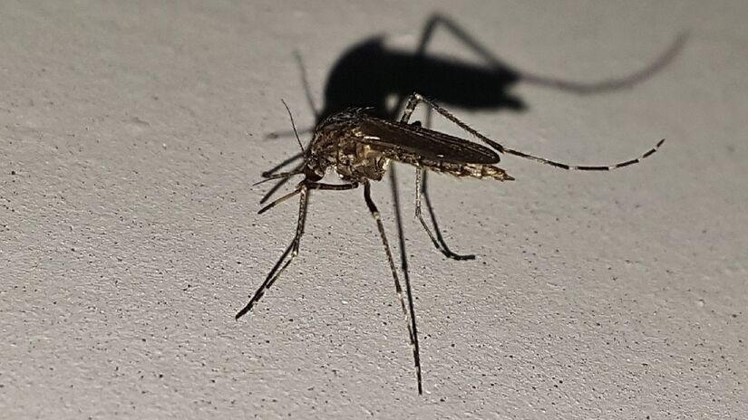 Febre Oropouche é semelhante à dengue. Imagem: PxHere